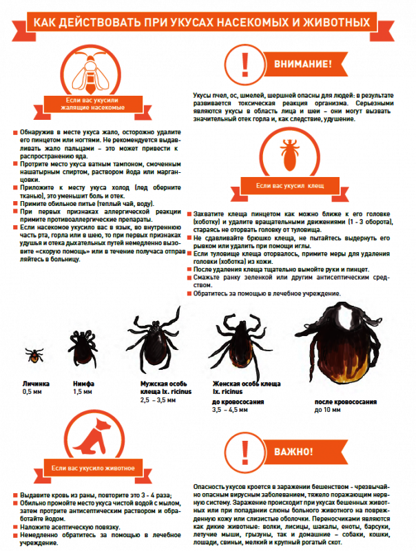 Активность клещей по месяцам. Как защититься от укусов насекомых памятка. Способы защиты от укусов жалящих насекомых:. Памятка первая помощь при укусе клеща. Памятка ПМП при укусе клеща.